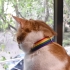 Collar para gatos de tela con la bandera LGTBI ajustable