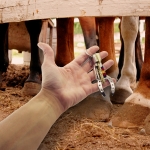 Llavero herradura de la suerte, llavero con la bandera de España. Amuleto de la suerte